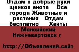 Отдам в добрые руки щенков енота. - Все города Животные и растения » Отдам бесплатно   . Ханты-Мансийский,Нижневартовск г.